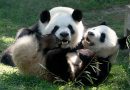 Una pareja de pandas llega al Zoo de Madrid