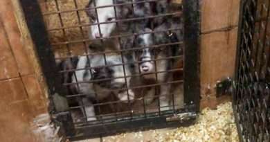 La trama de venta ilegal de cachorros que ha desmantelado la Guardia Civil