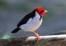 ‘Cardenilla piquigualda (Paroaria capitata)’, un ave desconocida en Europa que nos ha llamado la atención